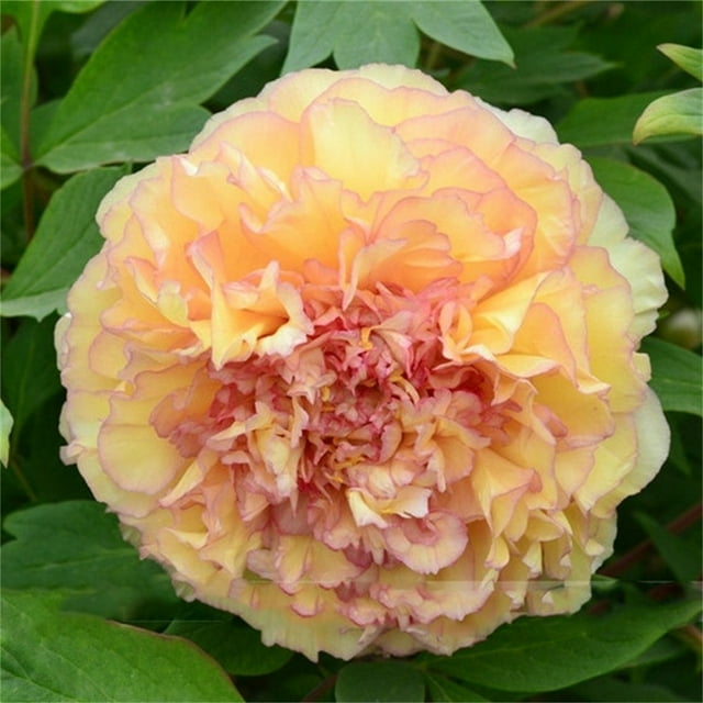 Peony Bulbs, Peony Plants Live,Beautiful Fresh Cut Flowers. MaPeony