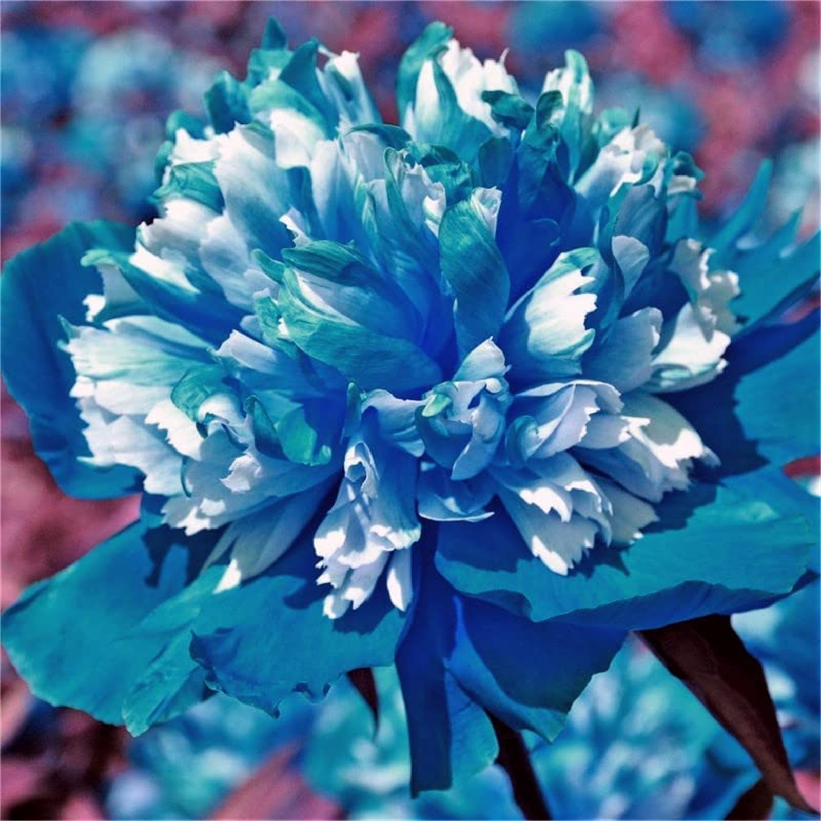 Peony Bulbs, Peony Plants Live,Beautiful Fresh Cut Flowers. MaPeony