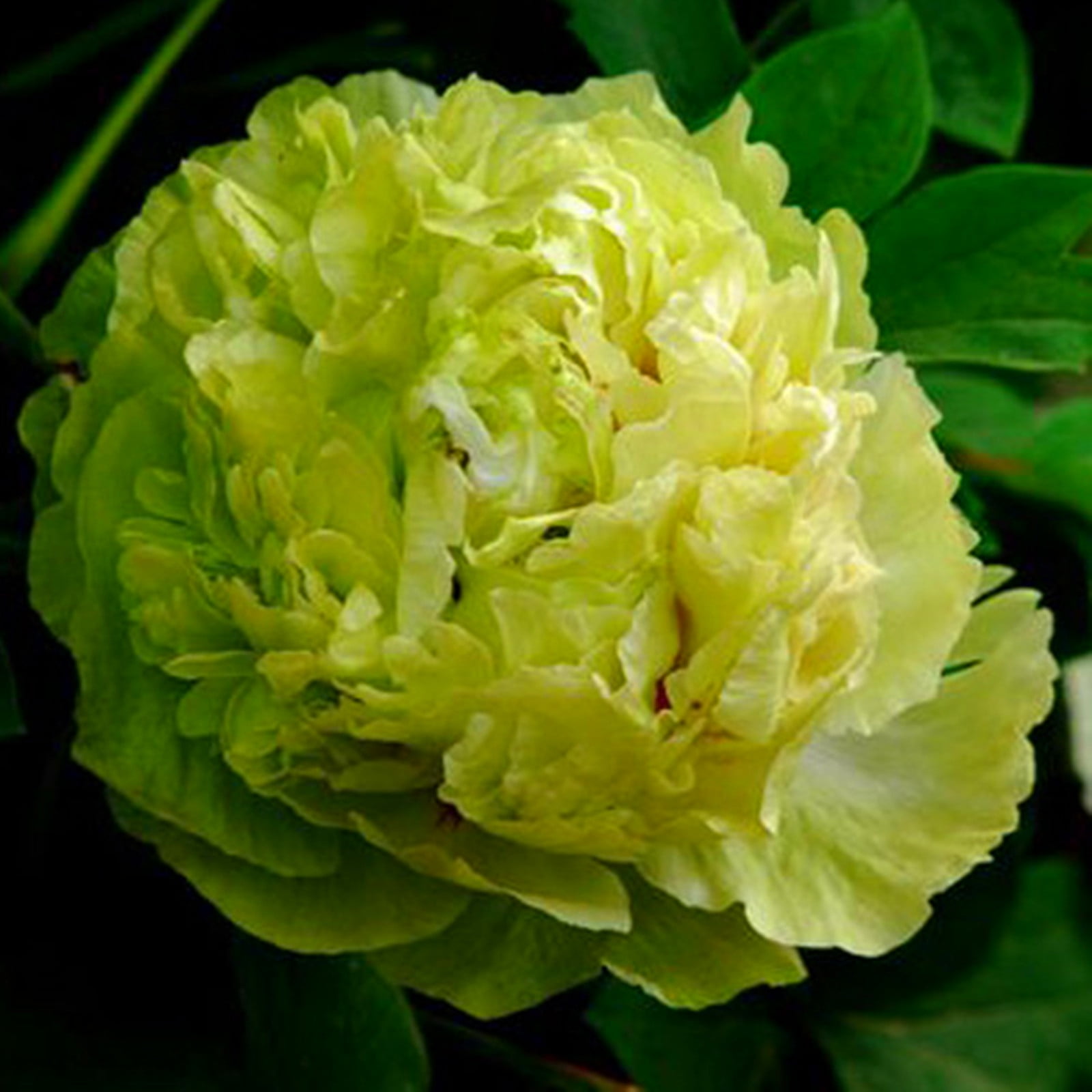 Peony Bulbs, Peony Tubers, Peony Flowers,Adapt To Various Environments