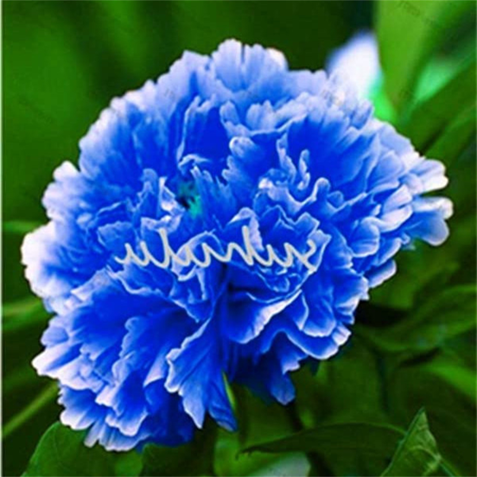 Peony Bulbs, Peony Tubers,Peony Plant,Adapt To Various Environments