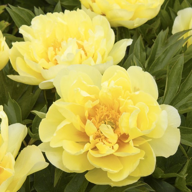 Peony Bulbs, Peony Tubers,Peony Plant,Adapt To Various Environments