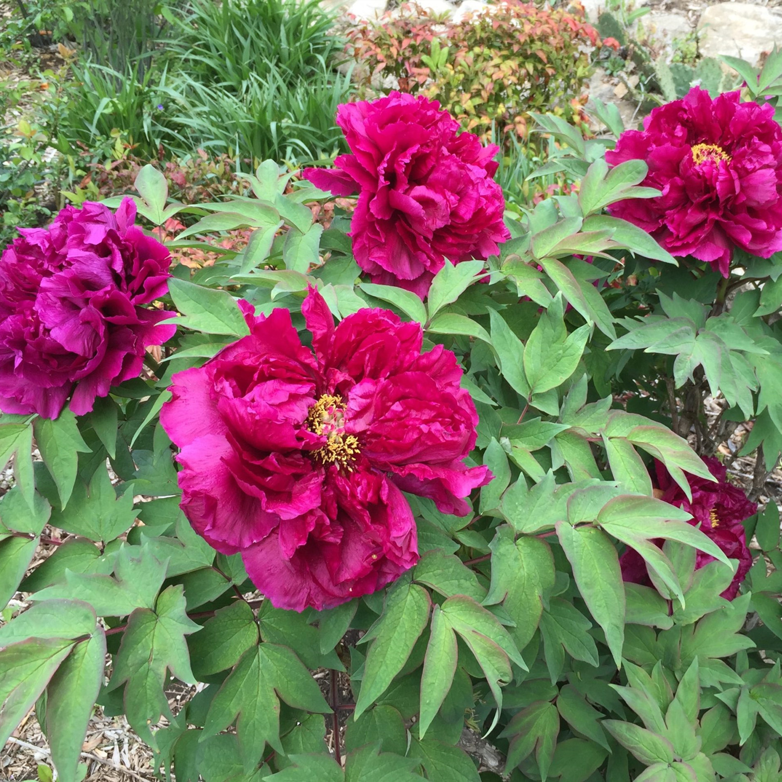 Peony Bulbs, Peony Tubers,Peony Plant,Adapt To Various Environments