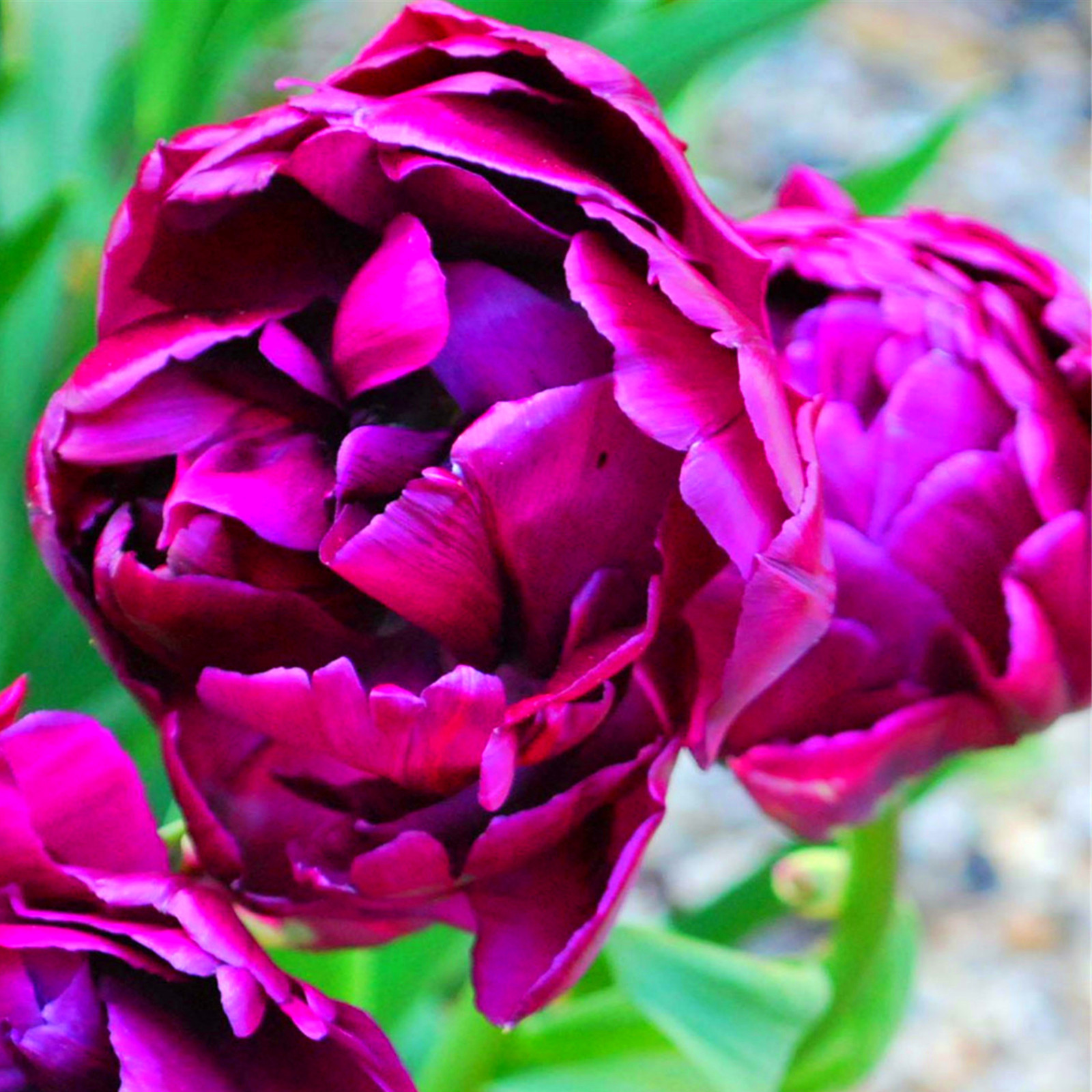 Peony Bulbs, Peony Tubers, Peony Plant,Peony Flowers,Cold And Drought