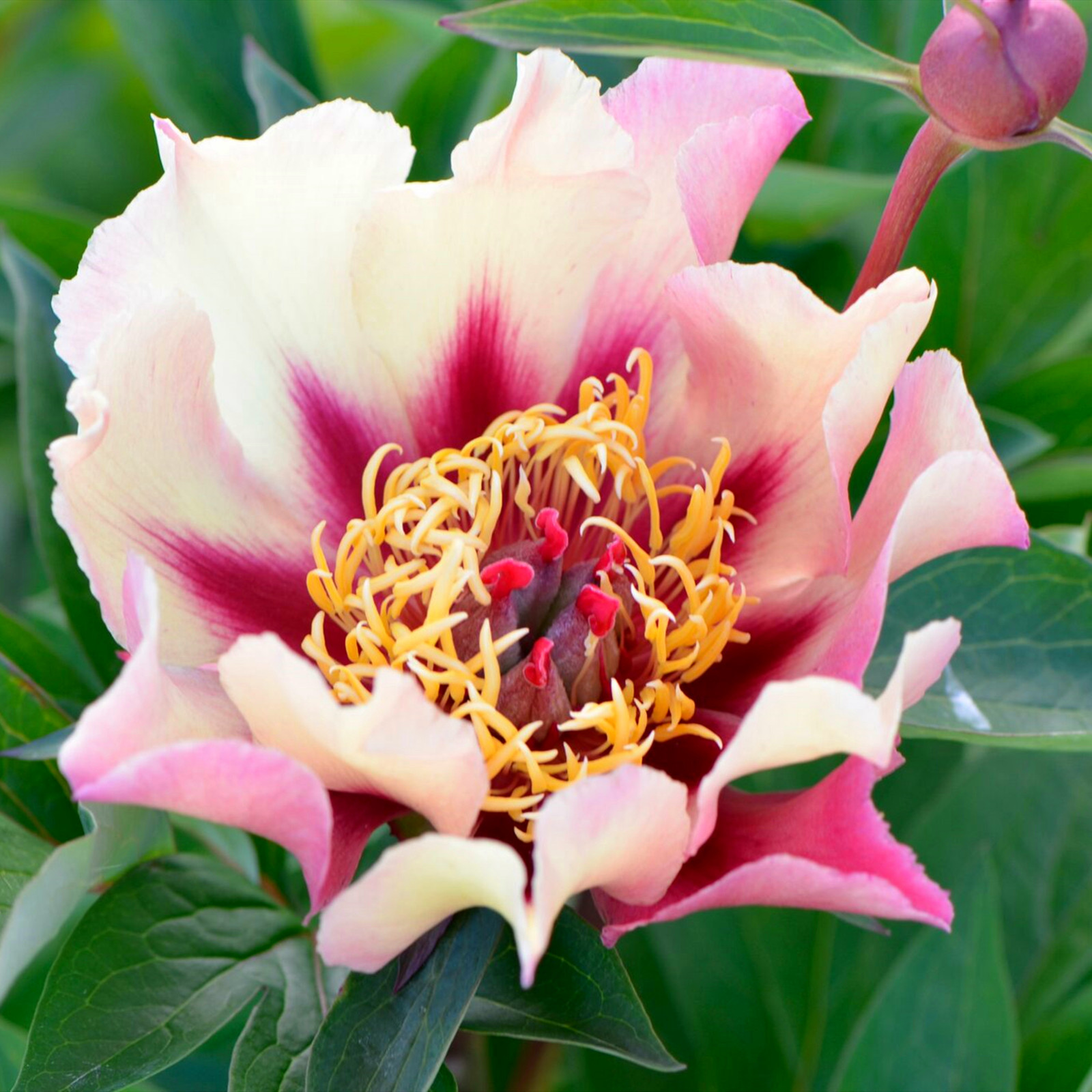Peony Bulbs, Peony Tubers, Peony Plant,Peony Flowers,Cold And Drought