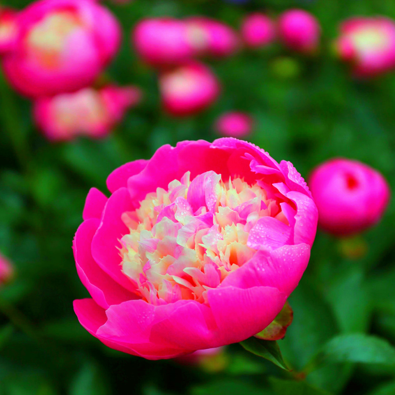 Peony Bulbs, Peony Tubers, Peony Plant,Peony Flowers,Cold And Drought