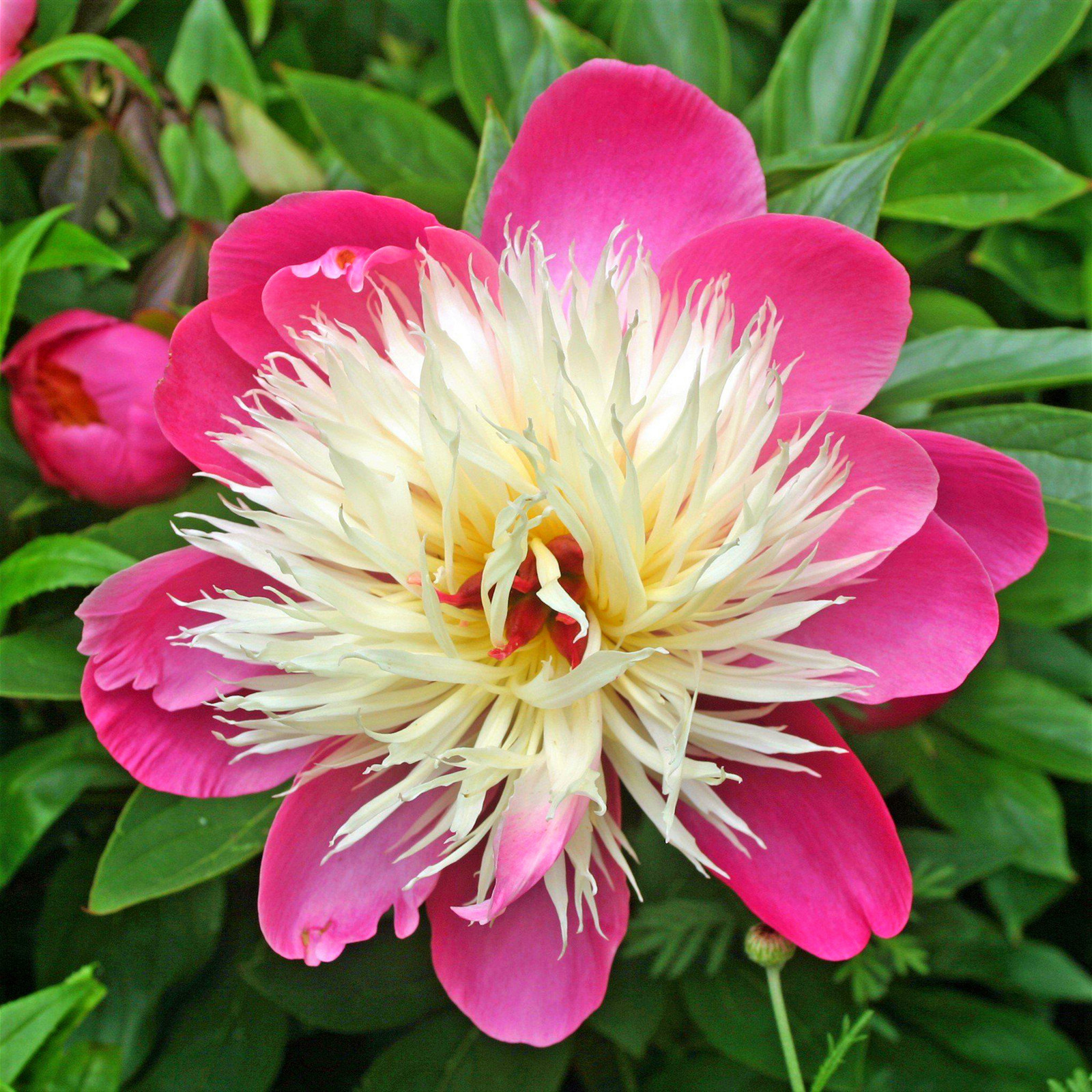 Peony Bulbs, Peony Tubers, Peony Plant,Peony Flowers,Cold And Drought
