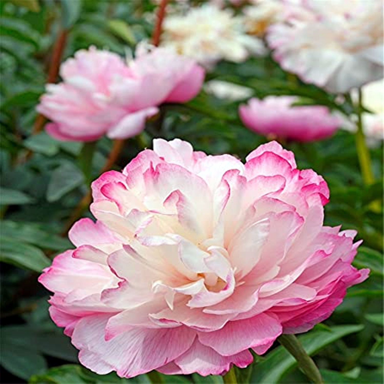 Peony Bulbs plant, Making Them A Versatile, Beautiful Fresh Cut Flowers ...