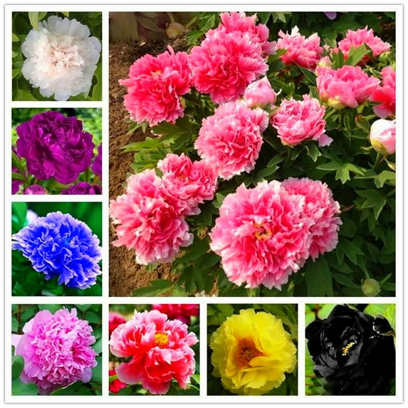 Peony, Easy Care Beautiful Holiday Decor(Peony for Planting)Stunning Amaryllis, Rare and Gorgeous, Ideal Gift for Gardening EnthusiastsPeony For Sale