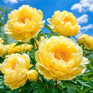 Peony- Easy Grow - Ideal for Beds Borders, Plant Pots & Planters, Low Maintenance