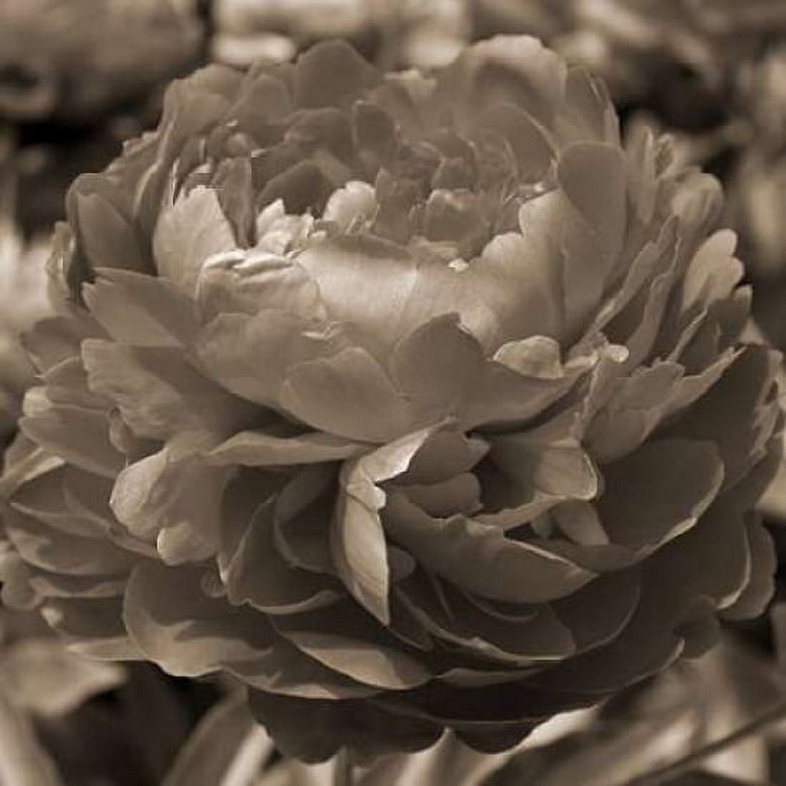 Peony Glory Canvas Art - Marlana Semenza (24 x 24)