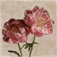 thumbnail image 1 of Peony II Poster Print by Janel Pahl (24 x 24), 1 of 1