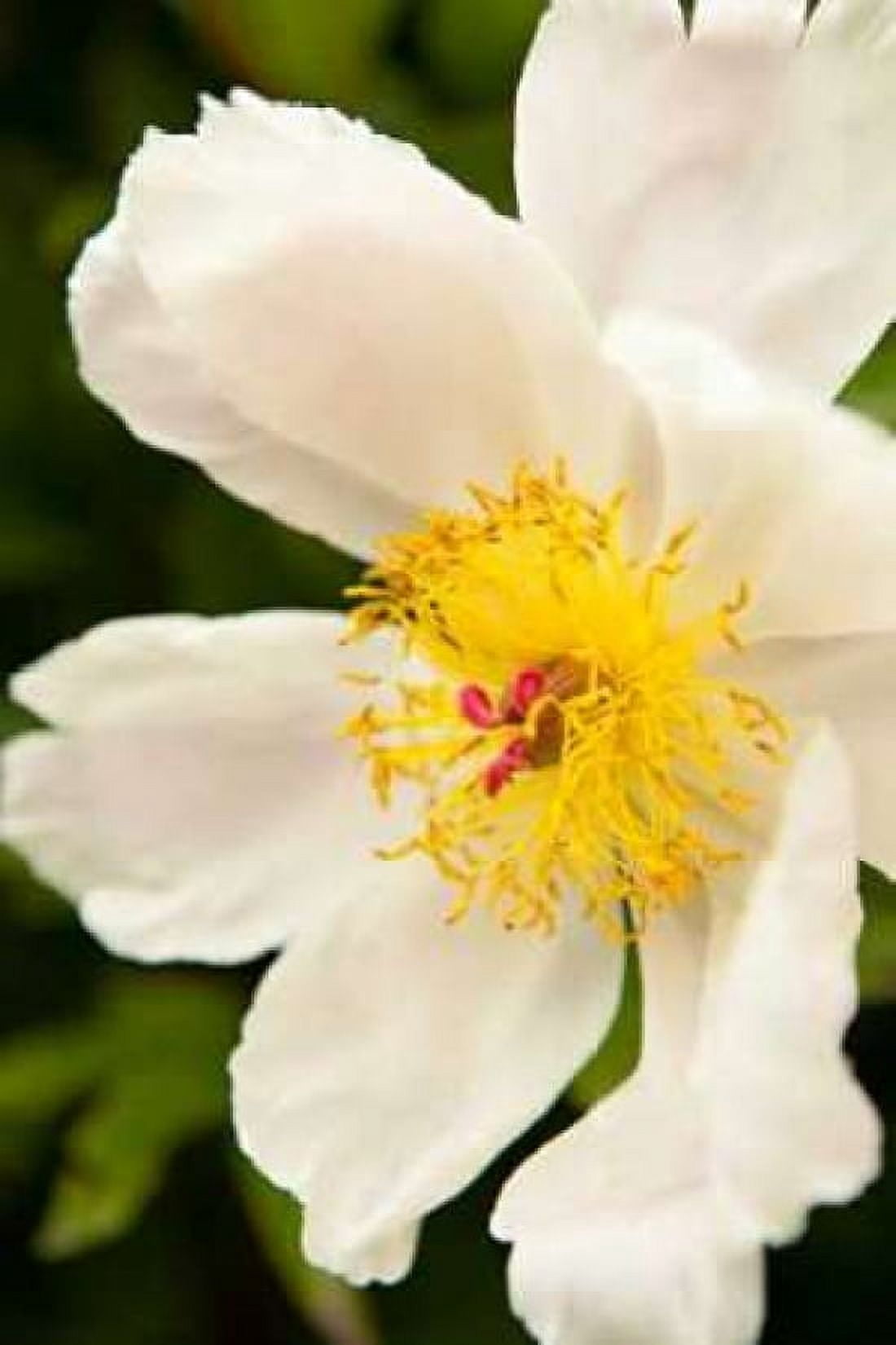 Peony Japonica I Canvas Art - Karyn Millet (12 x 18)