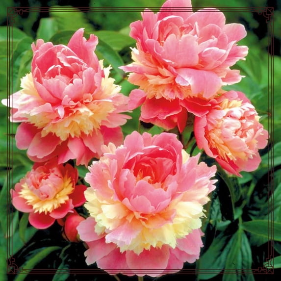 Peony, Low Maintenance - Easy Grow - Ideal for Beds Borders, Plant Pots & Planters
