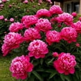 thumbnail image 1 of Peony, Low Maintenance - Easy Grow - Ideal for Beds Borders, Plant Pots & Planters, 1 of 4