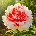 thumbnail image 1 of Peony, Low Maintenance - Easy Grow - Ideal for Beds Borders, Plant Pots & Planters, 1 of 2