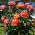 Peony, Low Maintenance - Easy Grow - Ideal for Beds-Borders, Plant Pots ...