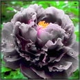 thumbnail image 1 of Peony, Low Maintenance - Easy Grow - Ideal for Beds Borders, Plant Pots & Planters, 1 of 2