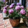 thumbnail image 1 of Peony, Low Maintenance - Easy Grow - Ideal for Beds Borders, Plant Pots & Planters, 1 of 6