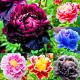 thumbnail image 1 of Peony, Low Maintenance - Easy Grow - Ideal for Beds Borders, Plant Pots & Planters, 1 of 2