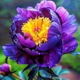 thumbnail image 1 of Peony, Low Maintenance - Easy Grow - Ideal for Beds Borders, Plant Pots & Planters, 1 of 2