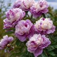 thumbnail image 1 of Peony, Low Maintenance - Easy Grow - Ideal for Beds Borders, Plant Pots & Planters, 1 of 4