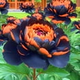 thumbnail image 1 of Peony, Low Maintenance - Easy Grow - Ideal for Beds Borders, Plant Pots & Planters, 1 of 2