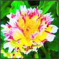 thumbnail image 1 of Peony, Low Maintenance - Easy Grow - Ideal for Beds Borders, Plant Pots & Planters, 1 of 2