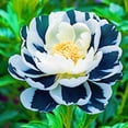 thumbnail image 1 of Peony, Low Maintenance - Easy Grow - Ideal for Beds Borders, Plant Pots & Planters, 1 of 2