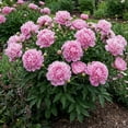 thumbnail image 1 of Peony, Low Maintenance - Easy Grow - Ideal for Beds Borders, Plant Pots & Planters, 1 of 6