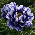 Peony, Low Maintenance - Easy Grow - Ideal for Beds-Borders, Plant Pots ...