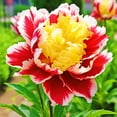 thumbnail image 1 of Peony, Low Maintenance - Easy Grow - Ideal for Beds Borders, Plant Pots & Planters, 1 of 2