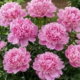 thumbnail image 1 of Peony, Low Maintenance - Easy Grow - Ideal for Beds Borders, Plant Pots & Planters, 1 of 4
