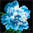 thumbnail image 1 of Peony, Low Maintenance - Easy Grow - Ideal for Beds Borders, Plant Pots & Planters, 1 of 2