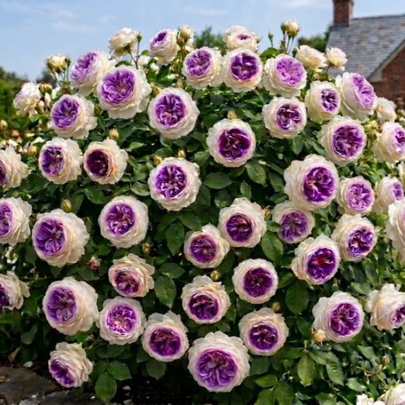 Peony, Low Maintenance - Easy Grow - Ideal for Beds Borders, Plant Pots & Planters