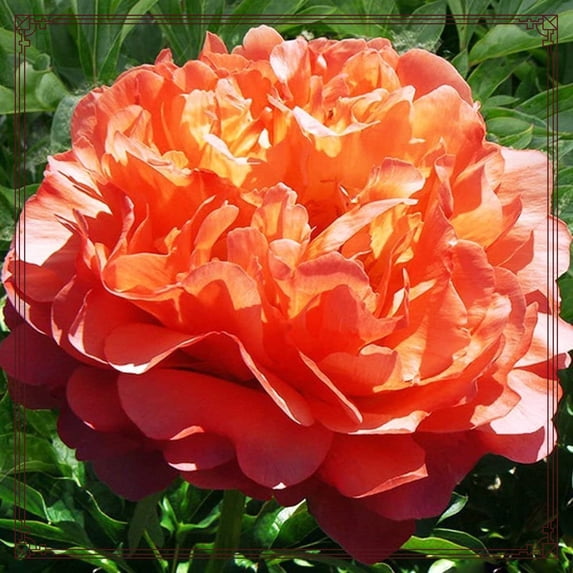 Peony, Low Maintenance - Easy Grow - Ideal for Beds Borders, Plant Pots & Planters