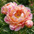 Peony, Low Maintenance - Easy Grow - Ideal for Beds Borders, Plant-Pots ...