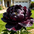 Peony-Low Maintenance，for Garden，Ideal for Beds Borders Plant Pots ...