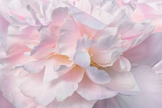 Peony Macro Canvas Art - Cora Niele (12 x 18)