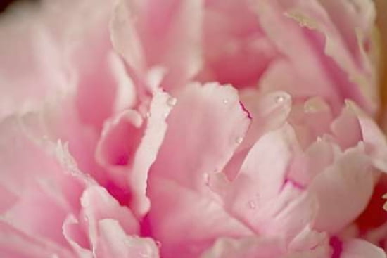 Peony Macro Canvas Art - JoAnn Arduini (12 x 18)