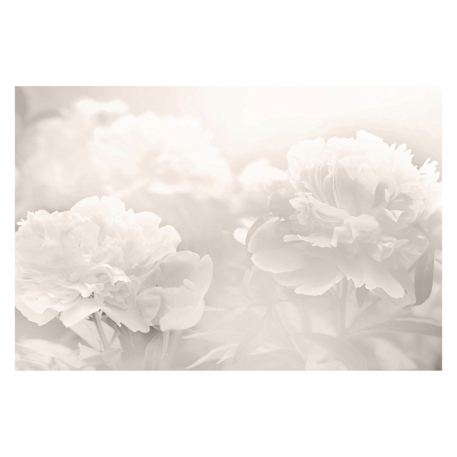 Large White Canvas Print with Peony Design