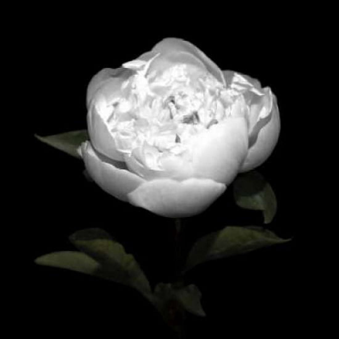 Peony Perfection II Canvas Art - Jeff Maihara (24 x 24)