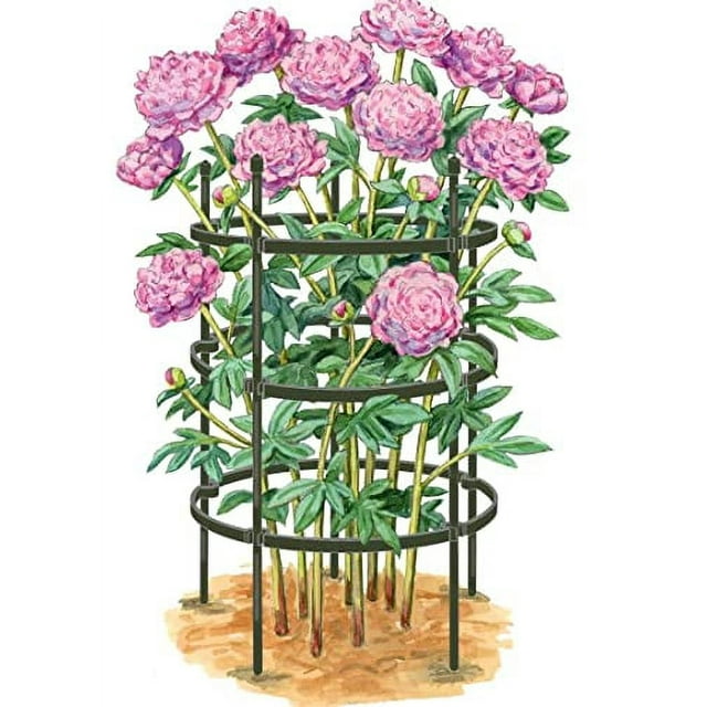  Peony Plant Support Stakes Made With Metal And Polyethylene To