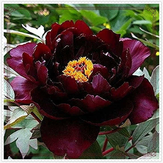 Peony Planting-Beautiful Garden Decoration-Simple to Grow-Garden Stakes Planting-Home Decoration