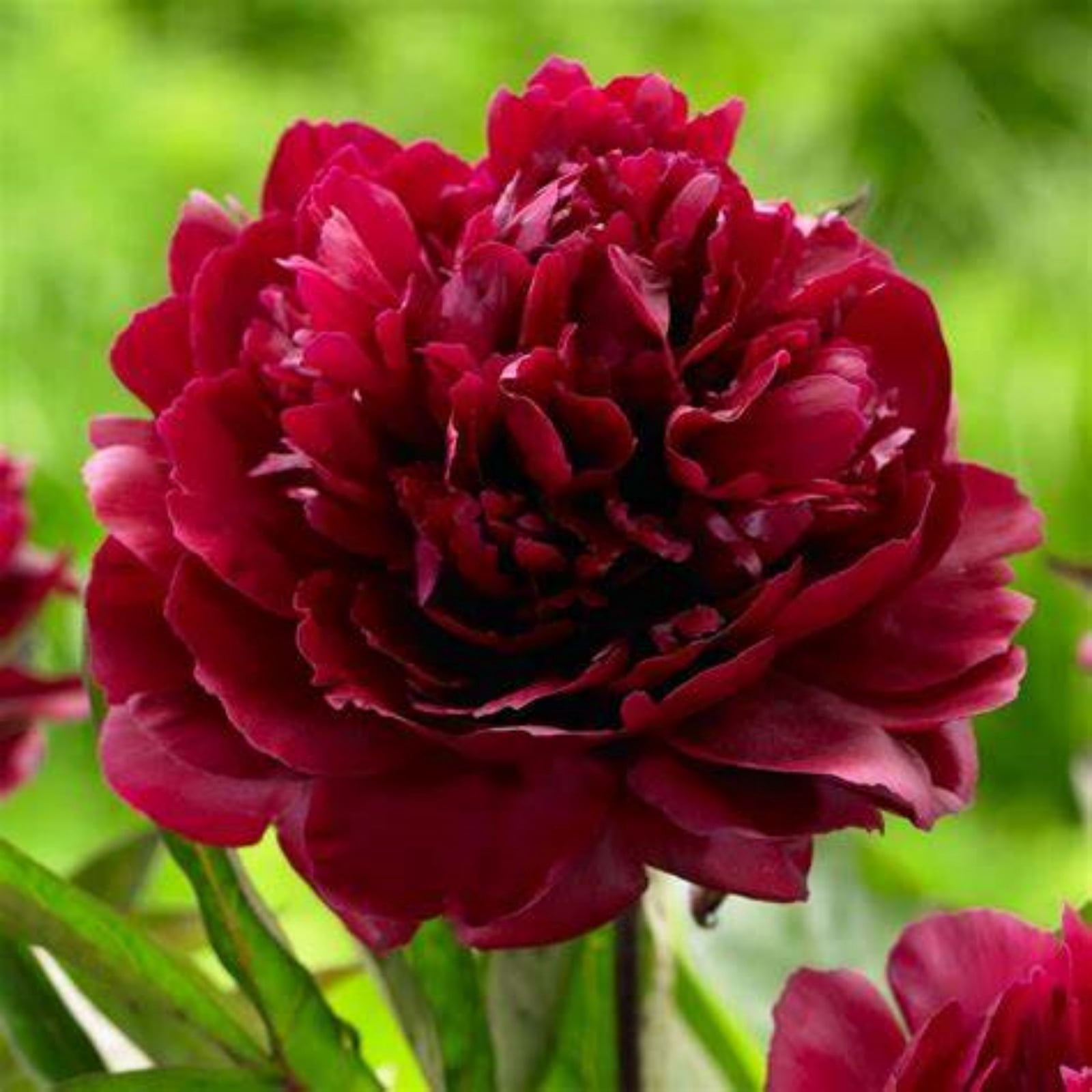 Peony, Planting Decorations, Perennial Garden, Hardy Bulbs - Walmart.com