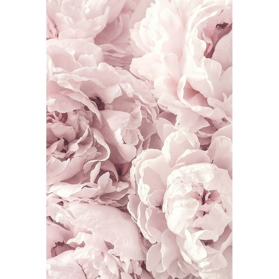 Peony Poster Print by PhotoINC Studio