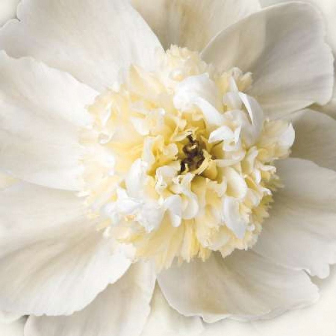 Peony Praise Canvas Art - Rebecca Swanson (24 x 24)