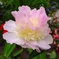 thumbnail image 1 of Peony Raspberry Sundae - Fragrant - Raspberry/Pink/White - Bareroot - 2/3Eye, 1 of 3
