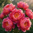Peony Roots，Easy Grow，Low Maintenance，Ideal for Beds Borders, Plant ...