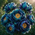 Peony Roots，Easy Grow，Low Maintenance，Ideal for Beds Borders, Plant ...