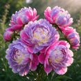 Peony Roots，Easy Grow，Low Maintenance，Ideal for Beds Borders, Plant ...